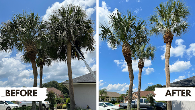 Large tree removal project