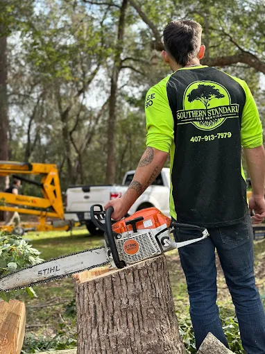 Expert tree care photo